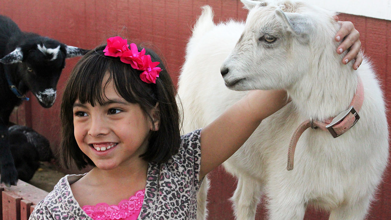 Adventure City Petting Farm