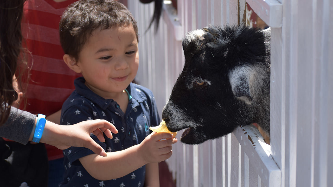 Adventure City Petting Farm